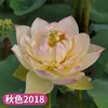 Venta al por mayor de plantas ornamentales en maceta, semillas de loto y nenúfar cultivadas en agua, semillas de flor de loto de cuenco y nenúfar para estanques hidropónicos