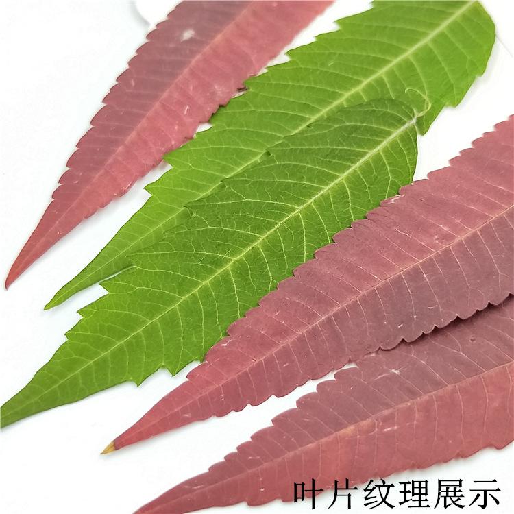 IMG20190623134450.jpg