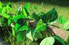 Sensación al tacto plástico simulación hojas de planta de ratán verde venta al por mayor enredadera ratán hojas verdes decorativas