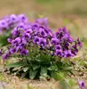180 Variedades de Sementes de Flores Não Repetitivas, Fáceis de Cultivar em Todas as Estações, Podem Afastar Mosquitos, Adequadas para Varandas Internas e Externas, Distribuição Transfronteiriça
