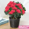 Planta de Azaleia em Vaso com Botões de Flor, Árvore Grande Madura, Adequada para Varanda Interna, Planta Florífera Valiosa