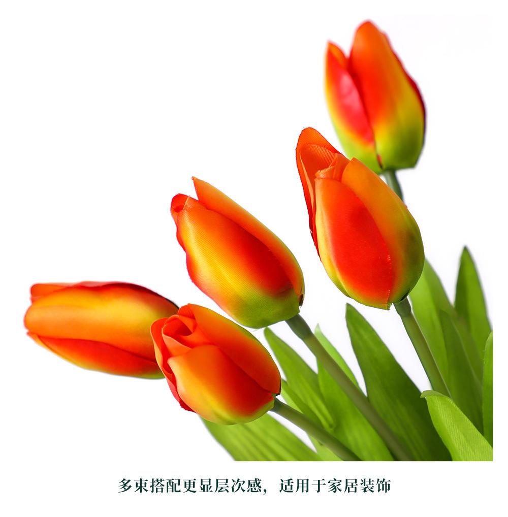 9枝卡西尼-7.31_09.jpg