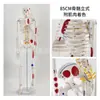 Esqueleto humano, modelo de esqueleto para adultos, columna vertebral, disco intervertebral, articulación, estándar médico, enseñanza, modelo de cuerpo entero