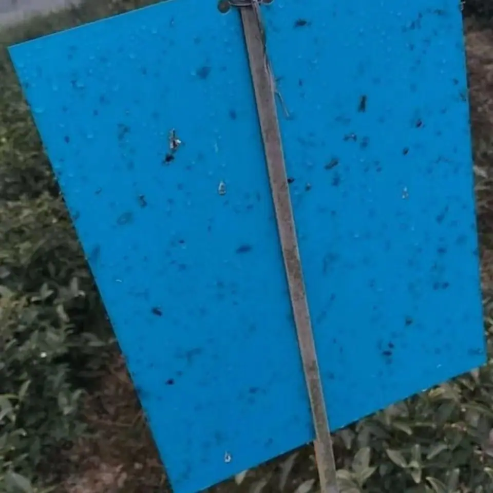 蓝板14