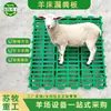 Fabricante de Tablas para Fugas de Heces de Oveja Tiene Especificaciones Completas para Pisos de Plástico para Fugas de Heces para Corrales de Ovejas en Granjas de Ovejas. Instalación de Cama para Ovejas