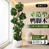 Planta de Madera Patas de Pato para Sala de Estar, Planta de Interior Grande en Maceta de Alta Gama, Madera Patas de Pato de Pie Elegante y Sofisticada