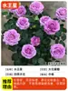 Balanço de Sucos Árvore de Pirulito Rosa Estaca com Mudas de Rosa Floridas, Plantas Floríferas de Florescimento Multissazonal, Mudas de Rosa para Jardim
