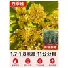 Mudas de Osmanthus, Árvores Grandes, Plantio de Pátio, Osmanthus Dourado, Plantas de Vaso Osmanthus de Quatro Estações, Plantas Grandes Raras, Plantas Florais e Verdes, Fácil de Cuidar