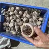 [En Stock y Enviado en Segundos Piñas de Pino Secas, Frutas Secas y Madera Maciza Aromaterapia sin Fuego Repelente de Mosquitos para Coche Dormitorio Escritorio Estudio