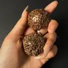 Venta al por mayor mixta de varios tipos de semillas de Bodhi, incluyendo Bodhi, Bodhi Diamante, Bodhi Ojo de Fénix, Bodhi Ojo de Dragón, Jaboncillo y Raíces Weathered