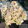 Flor de la Longevidad en Maceta con Doble Pétalo, Flor Grande Zorro Dorado con Capullos, Planta con Floración Fácil de Cultivar para Interiores que Florece en Todas las Estaciones