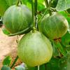 Semillas de Melón Corona Verde Qianyu Fruta Grande Melón Verde Oscuro Semillas de Melón Invernadero Fruta Base Semillas de Hortalizas