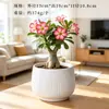 Maceta de Cerámica Transfronteriza Florero Grande Estilo Crema Orquídea Mariposa Maceta Especial Transpirable Hogar Planta Verde Suculenta Orquídea Planta en Maceta