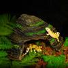 Terrario para Reptiles Agujero Escondite Madera de Abedul Escondite Venta Directa de Fabricante Mascota Reptil Lagarto Caja de Cría Casa Escondite