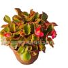 Plantas de Flor de Temporada en Maceta, Begonia de Cuatro Estaciones, Lavanda, Pensamiento, Manojo de Hierba Pavo Real Rojo, Clavel, Base de Flor Impatiens Venta Directa