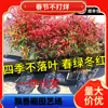 Dropshipping Flame Nandina - Plantas jóvenes en macetas antiguas para sala de estar, plantas verdes para patio interior y exterior, de pie, fáciles de mantener y resistentes al calor.