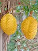 Modelo de Almohada Dorada de Durian Fruta Plástica Falsa Decoración de Exhibición de Tienda de Durian Adorno Colgante Atrezo para Fotografía