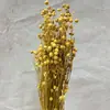 Xiangsi feijão seco flor Yunnan Yongsheng flor fábrica atacado rico feijão seco flor buquê decoração casa cross-border