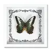 Espécime de Borboleta Real Decoração de Casa DIY Moldura de Madeira para Fotos Suprimentos de Pintura Decorativa Avançada Presente Moderno Presente Criativo
