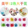 Nueva flor seca japonesa para uñas 12 colores estrella girasol Margarita 12 colores decoración de flor seca 24 flores secas para uñas