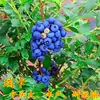 Plántulas de Arándanos con Macetas de Fruta, Plántulas de Fruta para Balcón Plantadas en el Suelo, Siembra en el Sur y el Norte, Plántulas de Arándanos que Dan Fruto en el Mismo Año