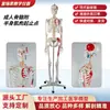 Esqueleto adulto personalizado con puntos de inicio y fin musculares de medio cuerpo para demostración de enseñanza modelo de esqueleto ayuda de enseñanza experimental modelo de esqueleto