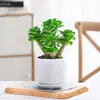 Árvore da Fortuna Tronco Velho Suculenta Flor de Vaso para Interior Árvore da Fortuna Perene o Ano Todo Fácil de Cultivar Tolerante à Seca Planta Verde