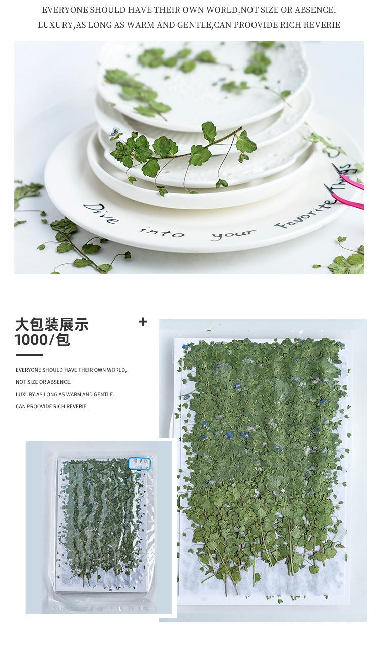 婆婆纳详情_06.jpg