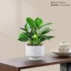 Pequenas Plantas de Vaso de Mesa no Escritório da Rainha de Red Ruyi São Plantas Verdes Fáceis de Cultivar em Todas as Estações, Flores Diamante Dourado Absorvedoras de Formaldeído