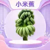 Guangxi prohíbe los plátanos verdes y los plátanos Xiaomi. Entrega de plátanos enteros de 2/3/5/4.5 kg con tallos, cajas enteras de fruta fresca dulce y pegajosa