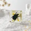 A Fábrica de Artesanato Zhongkun vende espécimes de insetos genuínos como itens decorativos, embutidos em resina de alta transparência, como brinquedos científicos educativos para crianças.