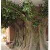 Artificial artificial Banyan árvore galhos e folhas decoração interior e exterior decoração jardim hotel decoração grande árvore artificial