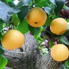 Pera Qiuyue de Laiyang, Shandong, envio direto 3/5/ 4,5kg unidades, redonda, suculenta, crocante e doce, caixa de presente, embalagem colorida, fruta fresca