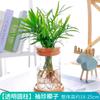 Planta Hidropônica de Coco de Bolso, Planta Verde Envasada de Coco Rico, Flor de Interior Cultivada em Água, Fogliagem de Girassol Pequeno Bonsai