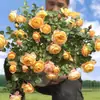 Planta de Rosas para Balcón con Semillas de Rosa, Rosas en Maceta de Fragancia Fuerte Todo el Año, Plantas de Flores Extra Grandes para Balcón y Patio
