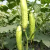 Semillas al por mayor Semillas de Pepino Fruta de Jade Blanco Semillas de Verdura Se Pueden Comer Crudas o Cocidas alrededor de 50 Piezas