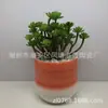 Maceteros de Cerámica Sencillos con Pintura Degradada para Suculentas Macetas Mini de Escritorio para Suculentas Fabricante Mayorista Plantas y Flores Verdes Transpirables