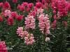 Sementes de Centáurea Perene no Atacado de Várias Regiões, Sementes de Dianthus Multicolores, Flores Medicinais, Flores de Trigo Gigantes, Sementes para Jardinagem