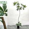 Planta verde artificial, árbol de la fortuna, bonsái, planta de celebridades en línea, decoración del hogar, fábrica de bonsái, árbol de la fortuna, luz de suelo, planta verde de lujo