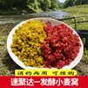 Material de Nidificação a Granel de Grãos e Trigo para Fermentação, Adequado para Pesca de Carpa Crucian, Carpa Capim e Carpa Negra