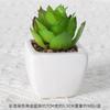 Simulación Carnosa Cerámica Bonsái Nórdico Verde Planta Adornos Ins Hogar Interior Sala de Estar Flor Falsa Planta Carnosa en Maceta Adornos
