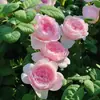 Plántulas de Rosas Fragantes de Una Pieza Envío Directo Reina Sueca Floración Abundante de Flores de Rosa en Todas las Estaciones Flores en Maceta