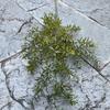 Novos fabricantes de plantas verdes artificiais jiurixiang cavalo bêbado Madeira eucalipto casamento decoração suave flores artificiais atacado