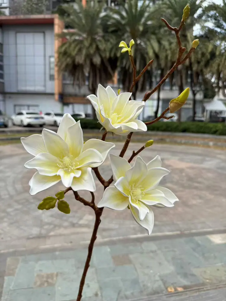 福星玉兰白色