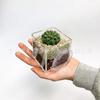 Caja de maceta transparente de pared para suculentas de fábrica, estante acrílico para plantas verdes, divisor, estante acrílico para macetas