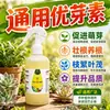 Youyasu Promotor de Crecimiento para Suculentas Inductor de Brotes Enano Gordo Explosivo Brotes Laterales Enraizamiento Agente para Plántulas Fuertes Solución Nutritiva Tipo Universal para Plantas