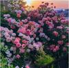 Semillas de Flores de Rosa Trepadora Son Fáciles de Cultivar, Semillas de Planta Trepadora con Pétalos Dobles para Flores de Jardín y Balcón