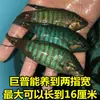 Pez Betta Chino Pez de Agua Fría Cola de Forca Común Fácil de Criar Pez Ornamental Cola de Forca Azul Fuego Australiano No Necesita Cambiar el Agua Alevín de Pez Betta Chino Cola de Forca Común Gigante