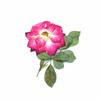Rosa e roxo rosa flor seca em relevo gel caindo capa de telefone móvel faça você mesmo flor verdadeira e folha espécime material pacote planta etiqueta