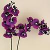 Lanwan Flor Artificial Phalaenopsis 8 Cabeças Estilo Europeu Decoração Suave para Casa Toque Filme Flor Falsa Casamento Decoração de Casamento Buquê